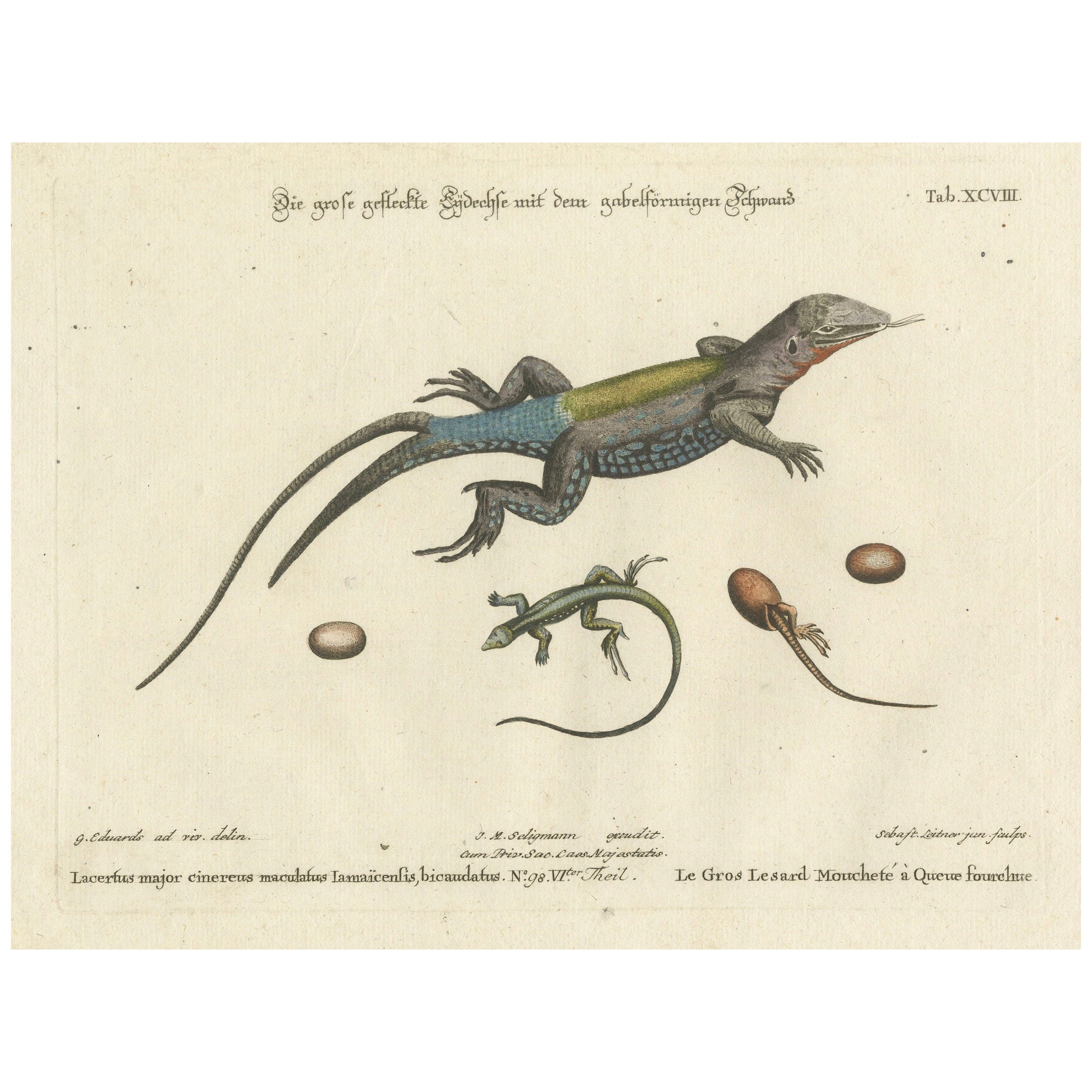 Exotic Jamaican Lizards: The Large Spotted Fork-Tailed Lizard Engraved, c.1773 For Sale