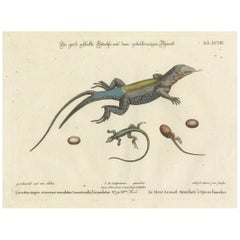 Lagartos Exóticos Jamaicanos: El Gran Lagarto Manchado de Cola de Tenedor Grabado, c.1773