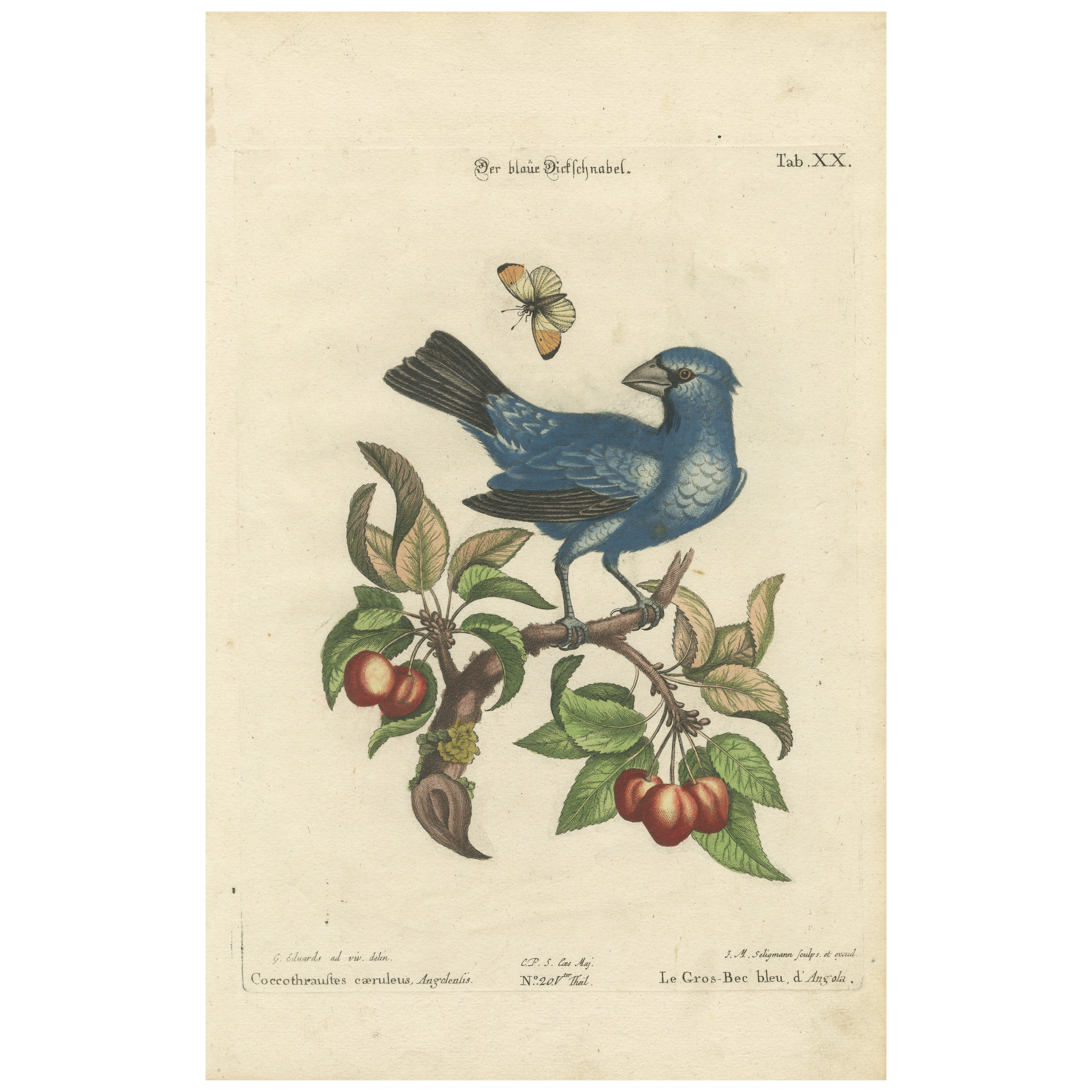 Exotisches blaues Grosbeak von Angola: Eine handkolorierte Gravur aus dem 18. Jahrhundert