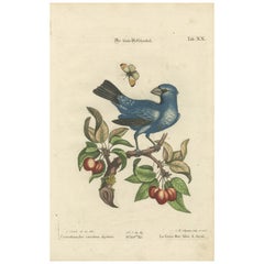 Grosbeak d'Angleterre : une gravure colorée à la main du 18e siècle