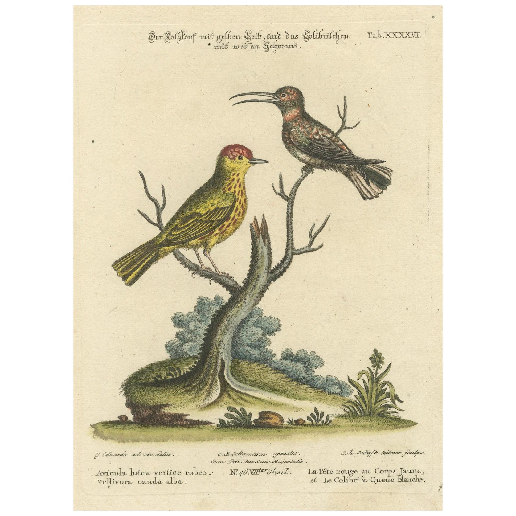 Uccello dalla testa rossa e colibrì dalla coda bianca: Colorato a mano, 1773 in vendita