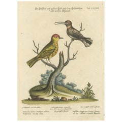 Pájaro de Cabeza Amarilla y Colibrí de Cola Blanca: Coloreado a mano, 1773
