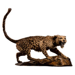 Taxidermia de 1920 de un Leopardo Asiático (Panthera pardus delacouri) muy raro