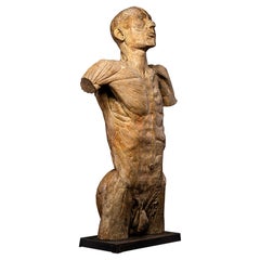 Antique plaster original sculptured Ecorché buste, 19th century, lifesize scale.