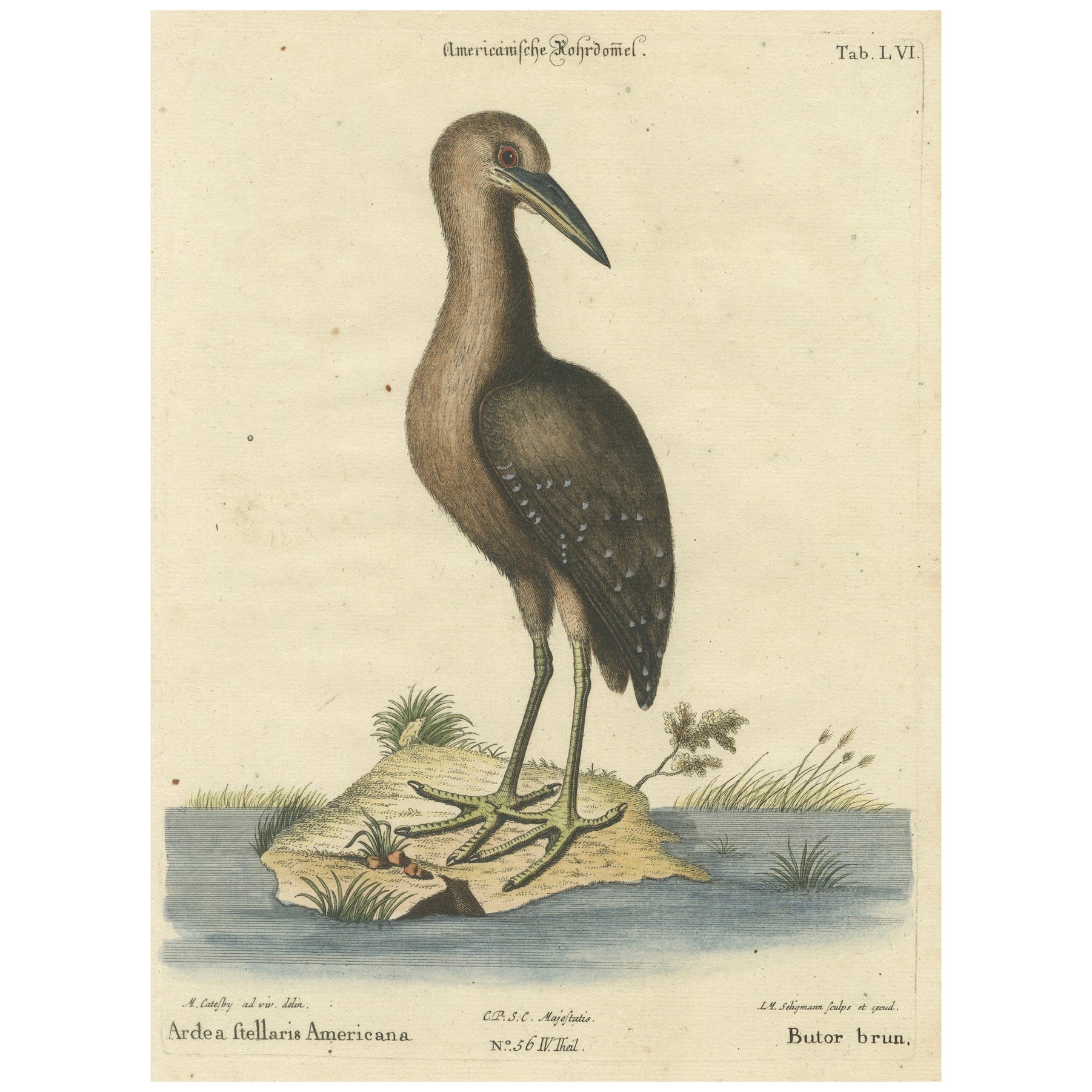 18th Century Hand-Colored Engraving of the American Bittern by Seligmann