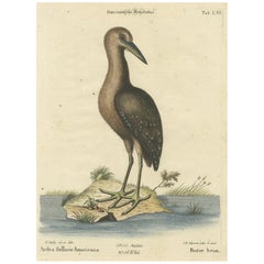 18th Century Hand-Colored Engraving of the American Bittern by Seligmann