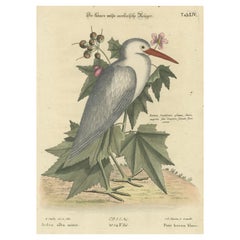 Hand-Colored Engraving of the Lesser White Heron by Johann Seligmann, c.1773