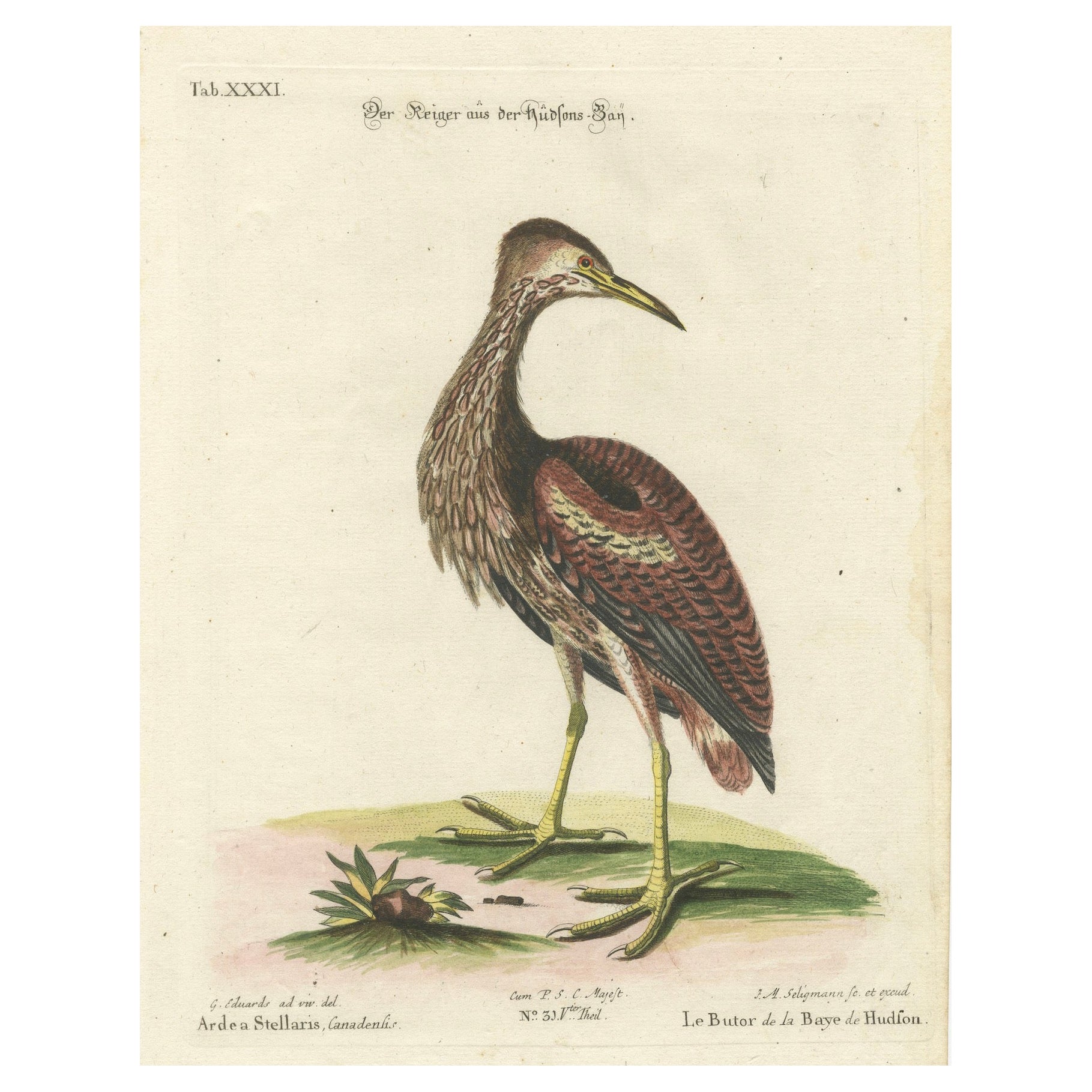 Hand-Colored Engraving of the Hudson Bay Heron by Johann Michael Seligmann, 1770 For Sale