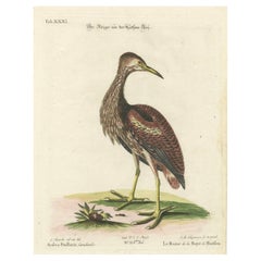 Hand-Colored Engraving of the Hudson Bay Heron by Johann Michael Seligmann, 1770