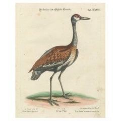 Grabado coloreado a mano de la grulla parda y cenicienta por Seligmann, ca.1770