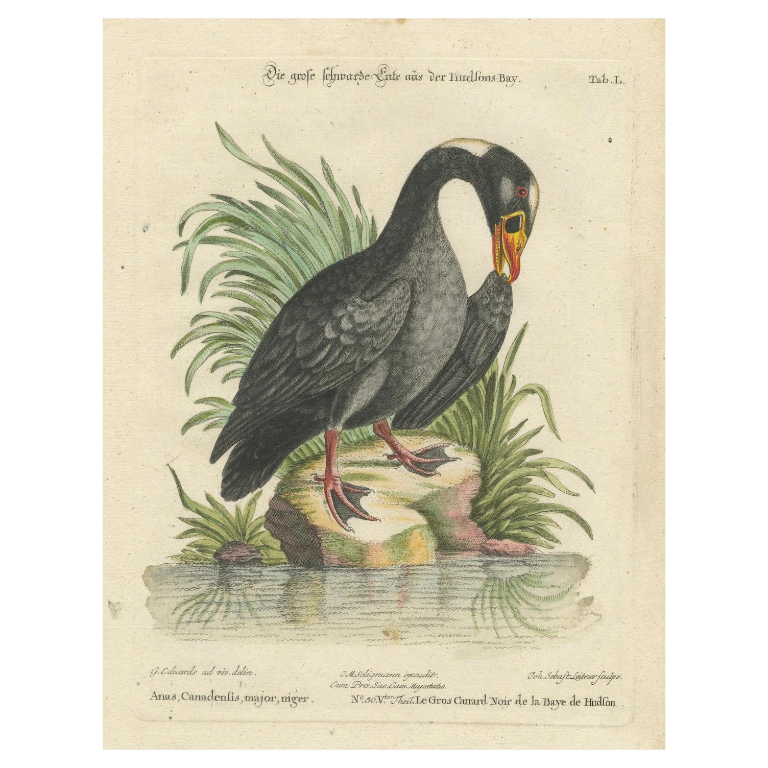 Engraving of the Large Black Duck from Hudson's Bay by Johann Seligmann, ca.1770