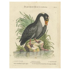 Engraving of the Large Black Duck from Hudson's Bay by Johann Seligmann, ca.1770