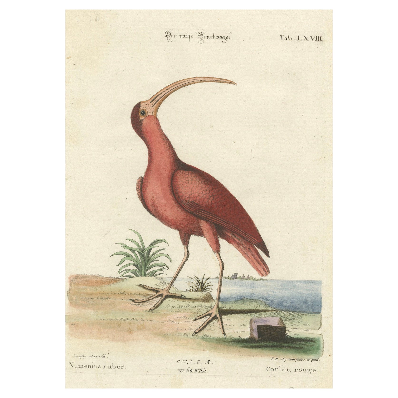 Hand-Colored Engraving of the Red Curlew by Johann Michael Seligmann, ca.1770