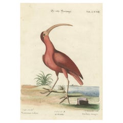 Hand-Colored Engraving of the Red Curlew by Johann Michael Seligmann, ca.1770