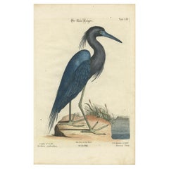 Der Blaue Reiher - Hand-Colored Engraving of the Blue Heron by Seligman, ca.1770