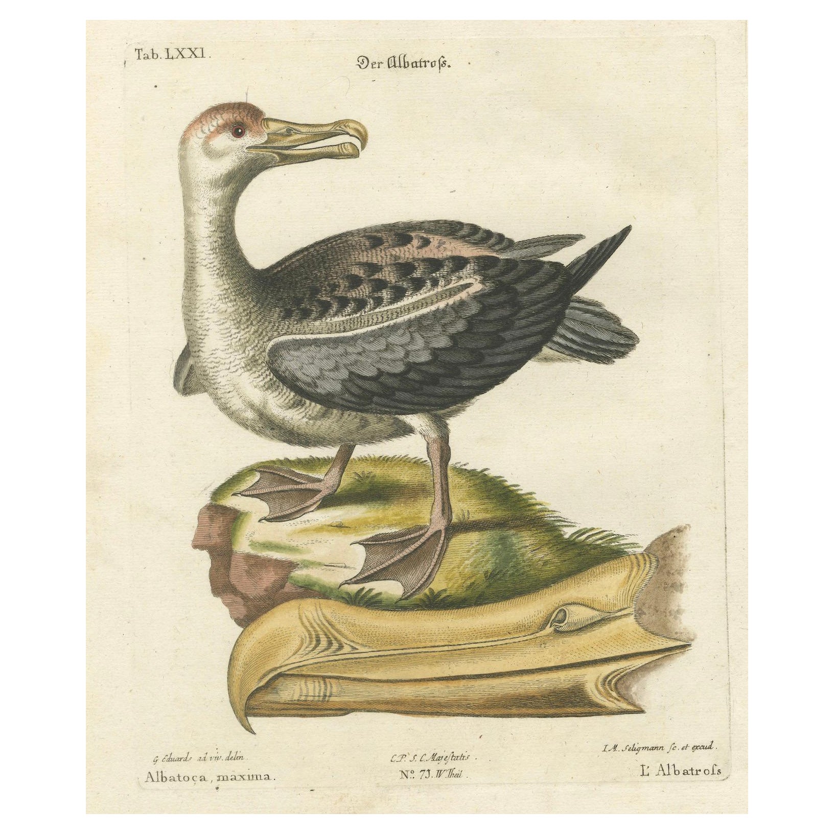 Der Albatros - Hand-Colored Engraving of the Albatross by Johann Seligmann, 1770