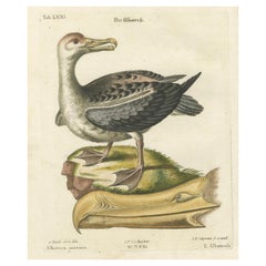 Der Albatros - Hand-Colored Engraving of the Albatross by Johann Seligmann, 1770