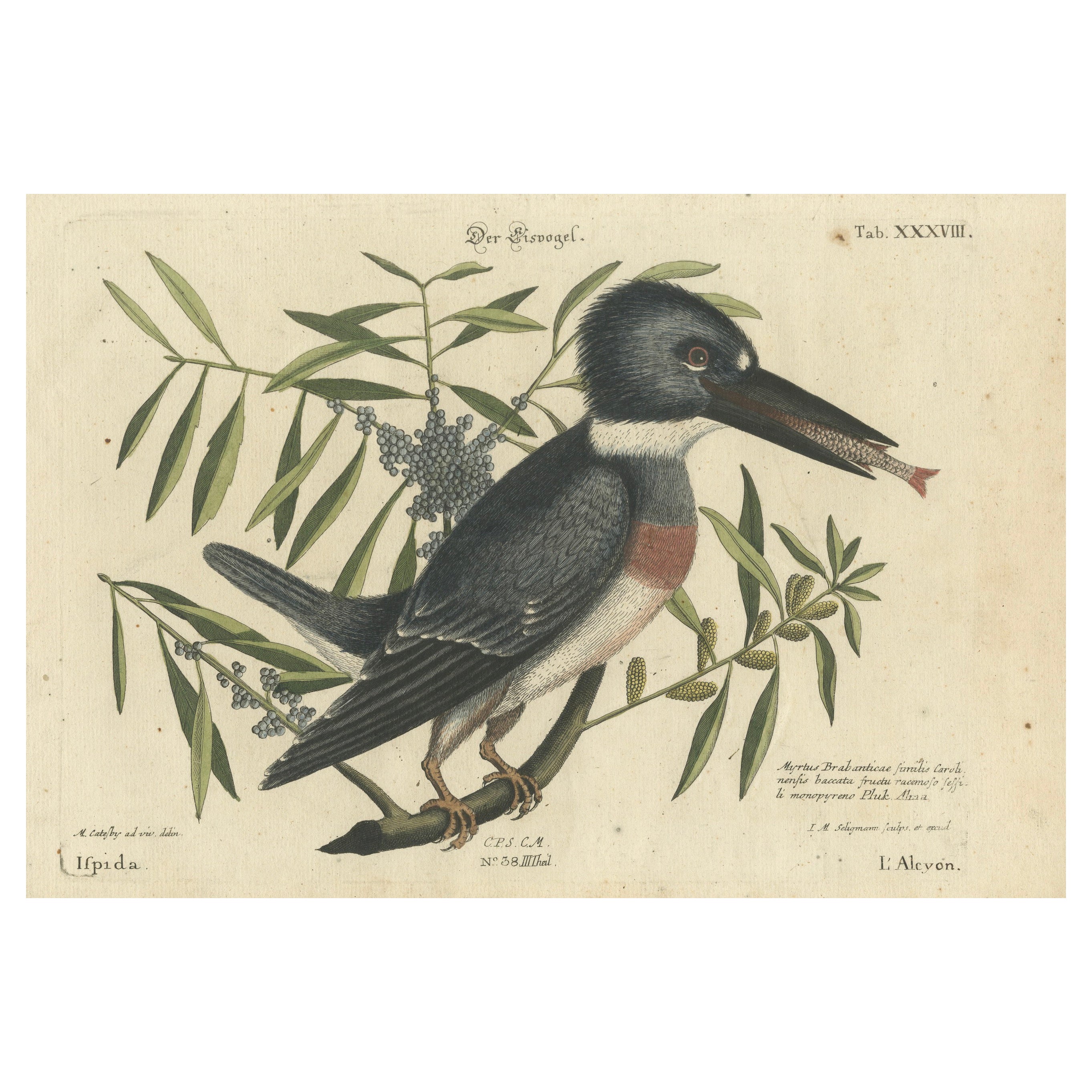 Hand-Colored Engraving of the Kingfisher by Johann Michael Seligmann, ca.1770