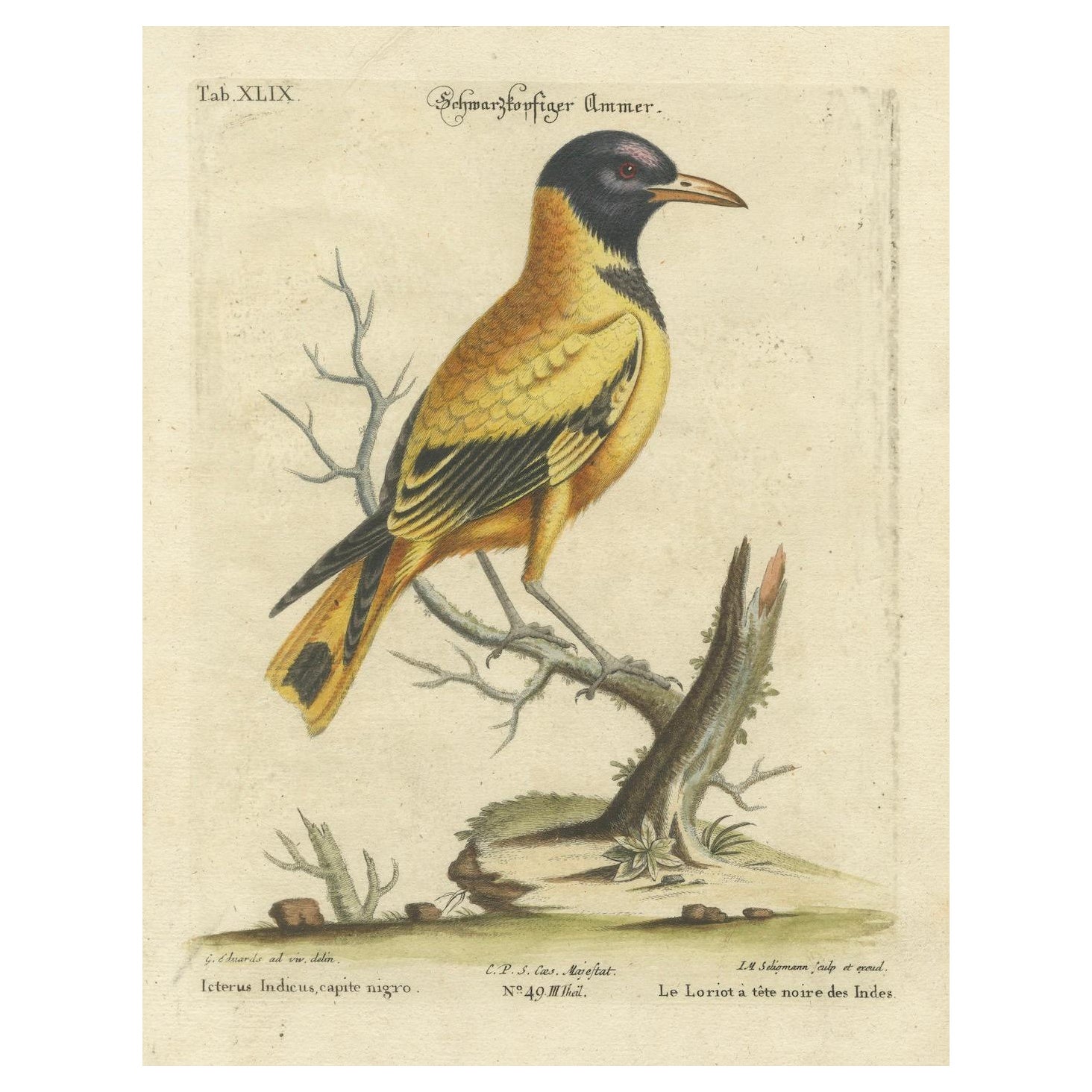 Hand-Colored Engraving of the Black-Headed Oriole by Johann Seligmann, ca.1770 For Sale