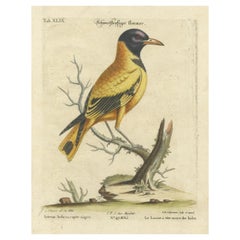 Grabado coloreado a mano de la Oropéndola de cabeza negra por Johann Seligmann, ca.1770