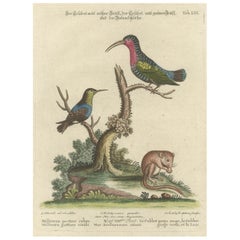 Antique Hand-Colored Engraving of Hummingbirds and Dormouse by Seligmann, ca.1770