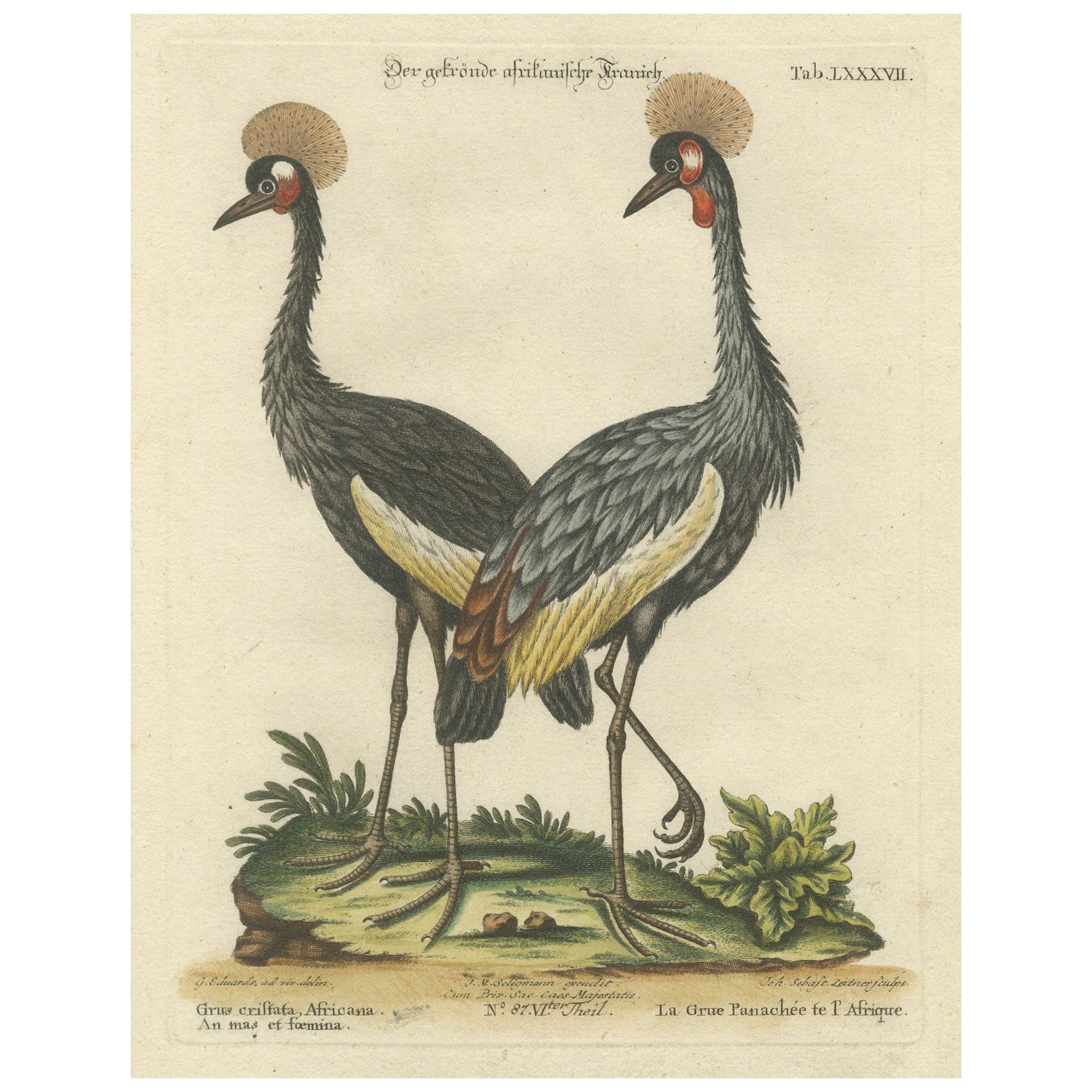 Hand-Colored Engraving of the Crested African Crane by Johann Seligmann. ca.1770
