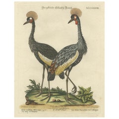 Hand-Colored Engraving of the Crested African Crane by Johann Seligmann. ca.1770