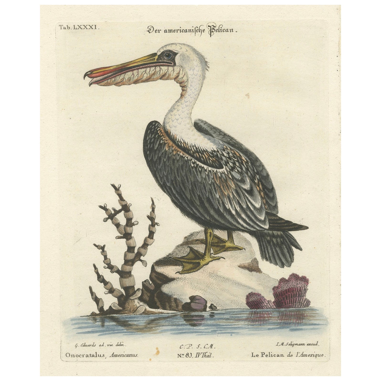 Hand-Colored Engraving of the American Pelican by Seligman, c.1770 For Sale