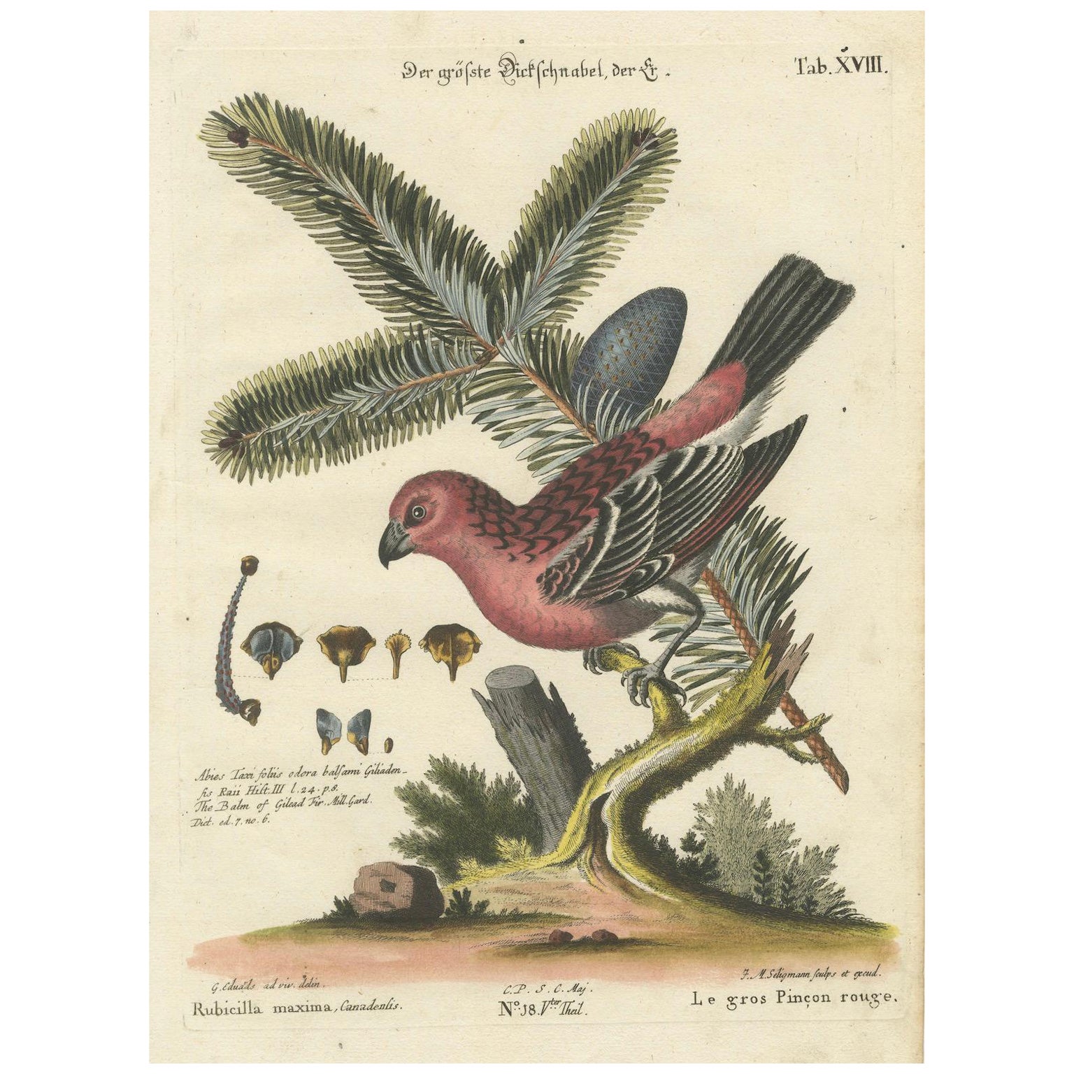 Hand-Colored Engraving of the Great Red Finch by Johann Michael Seligmann, 1770