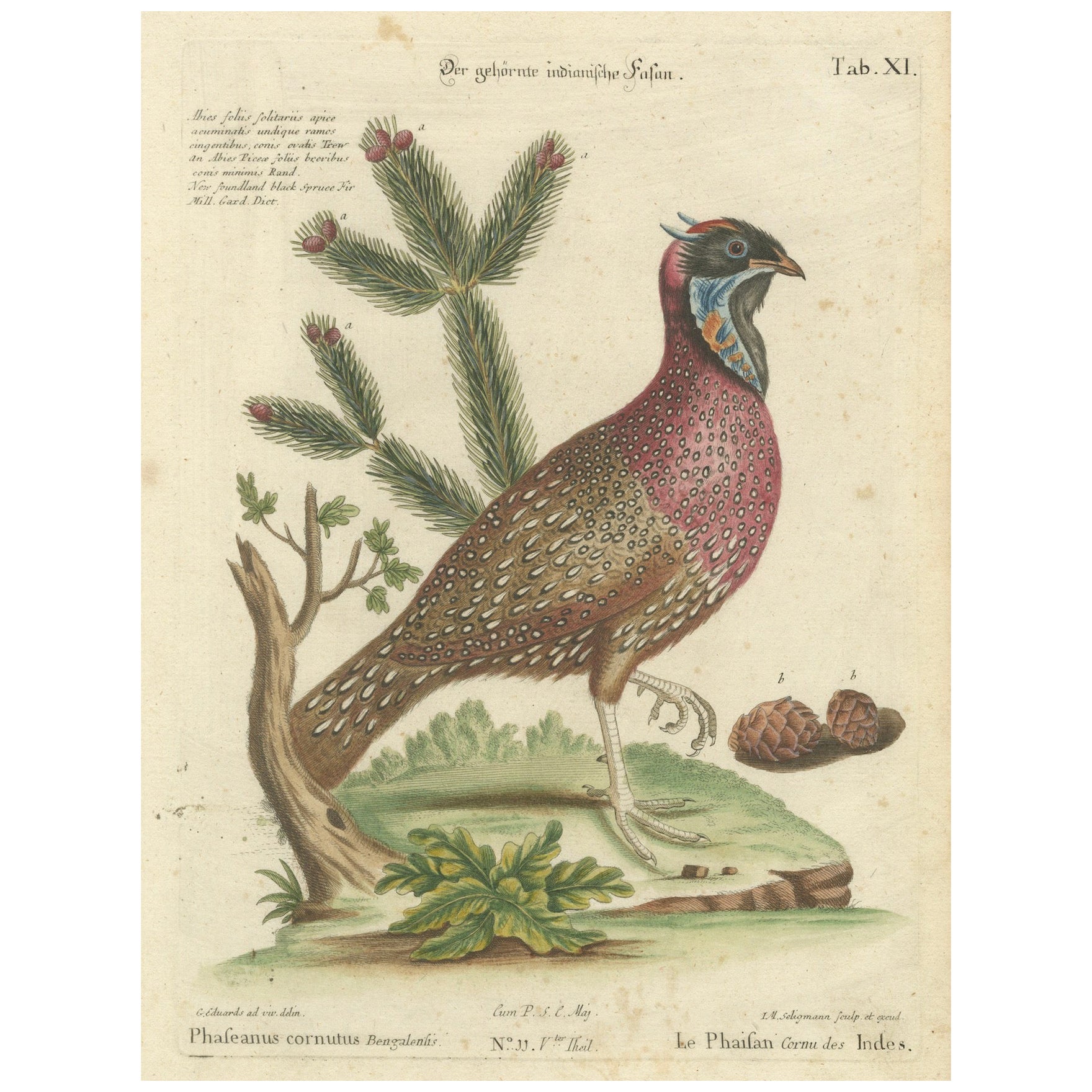 Hand-Colored Engraving of the Horned Indian Pheasant by Johann Seligmann, c.1770