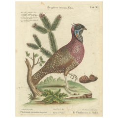 Hand-Colored Engraving of the Horned Indian Pheasant by Johann Seligmann, c.1770