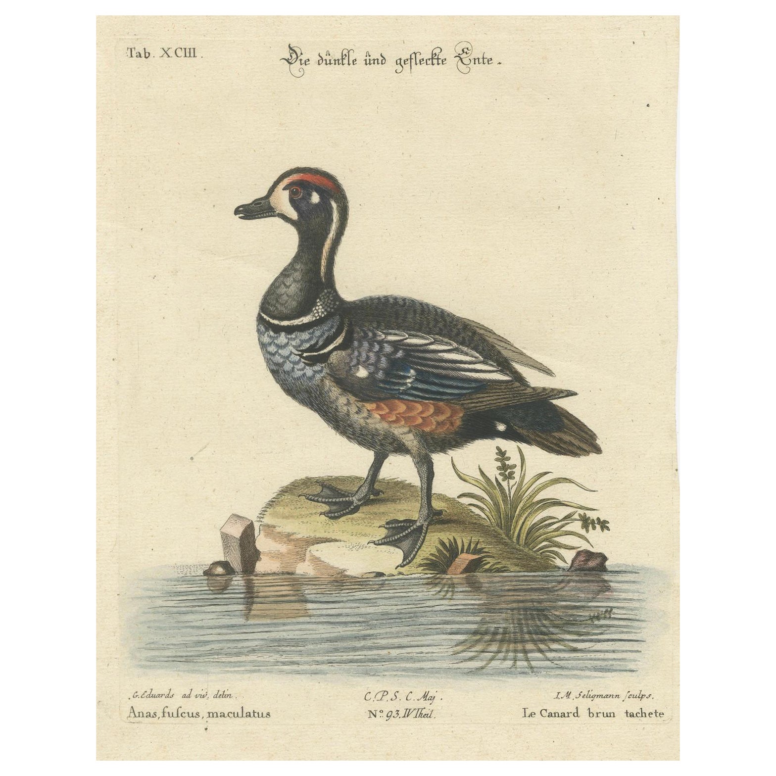 Grabado coloreado a mano del pato oscuro y moteado por Seligmann, ca.1770