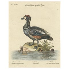 Grabado coloreado a mano del pato oscuro y moteado por Seligmann, ca.1770