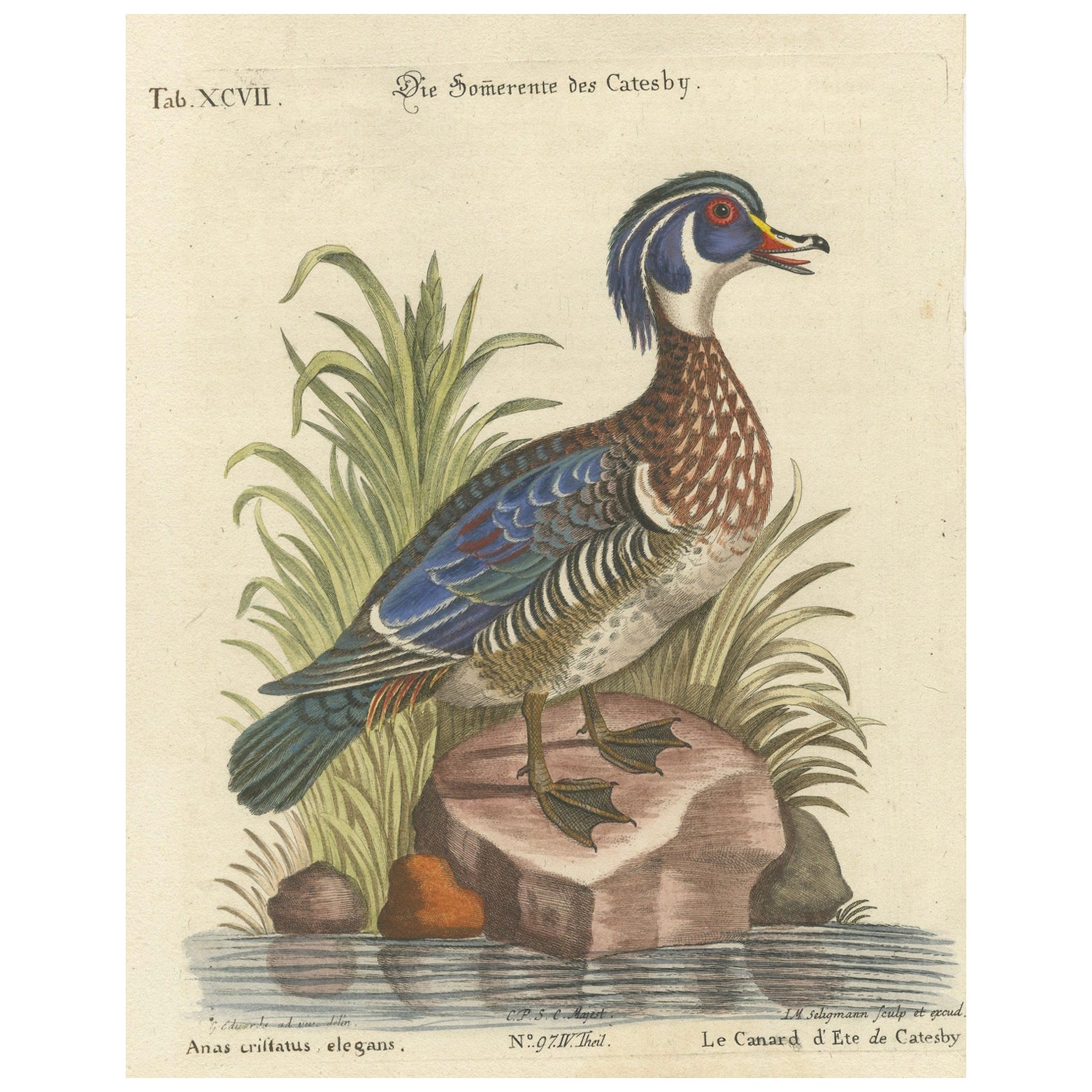 Hand-Colored Engraving of Catesby’s Summer Duck by Seligmann, 18t