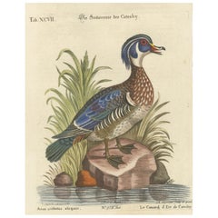 Antique Hand-Colored Engraving of Catesby’s Summer Duck by Seligmann, 18t