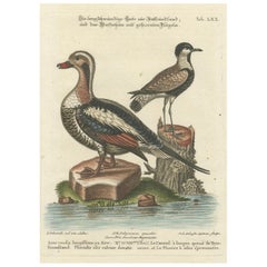 Gravure du canard à longues queues et balancier ailé par Seligmann, vers 1770