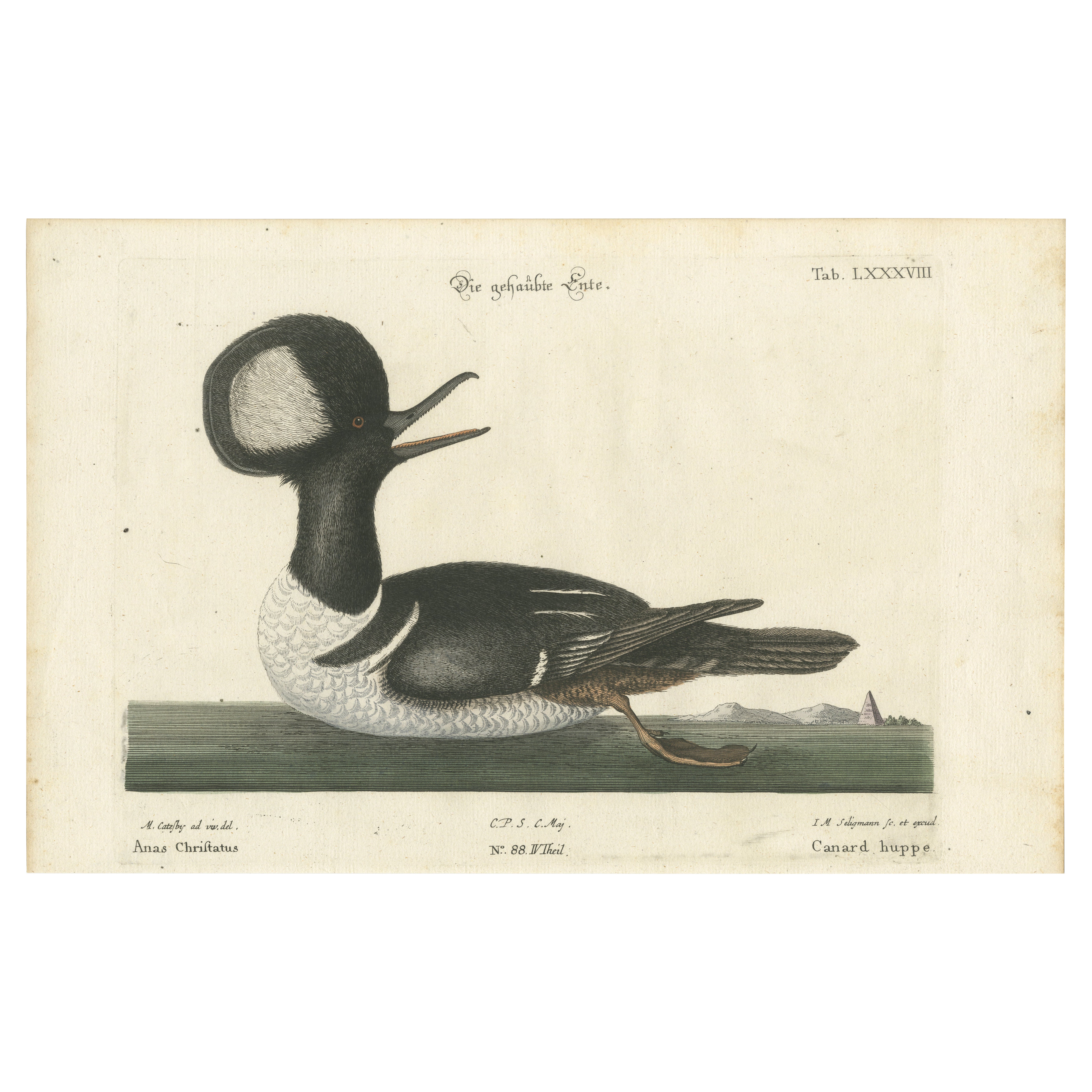 Hand-Colored Engraving of the Hooded Merganser by Johann Michael Seligmann, 1770