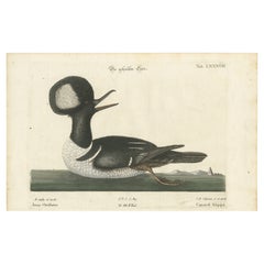 Hand-Colored Engraving of the Hooded Merganser by Johann Michael Seligmann, 1770