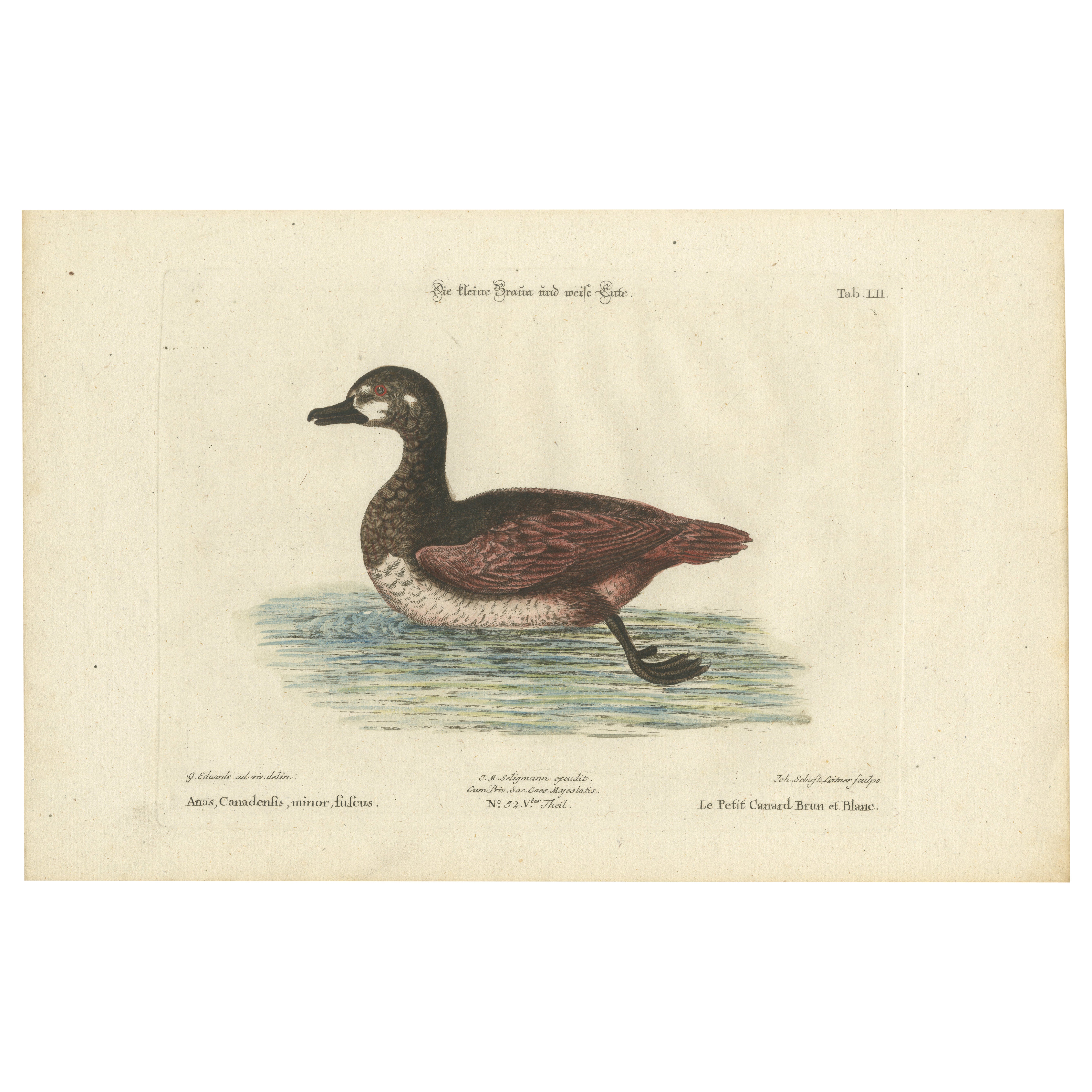 Grabado coloreado a mano del pequeño pato pardo y blanco de Seligmann, c.1770