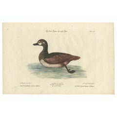 Grabado coloreado a mano del pequeño pato pardo y blanco de Seligmann, c.1770