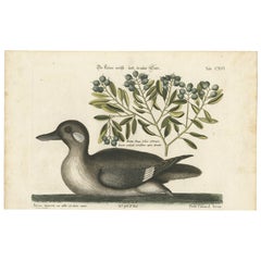 Gravure du petit canard brun et blanc avec détails botaniques, vers 1770