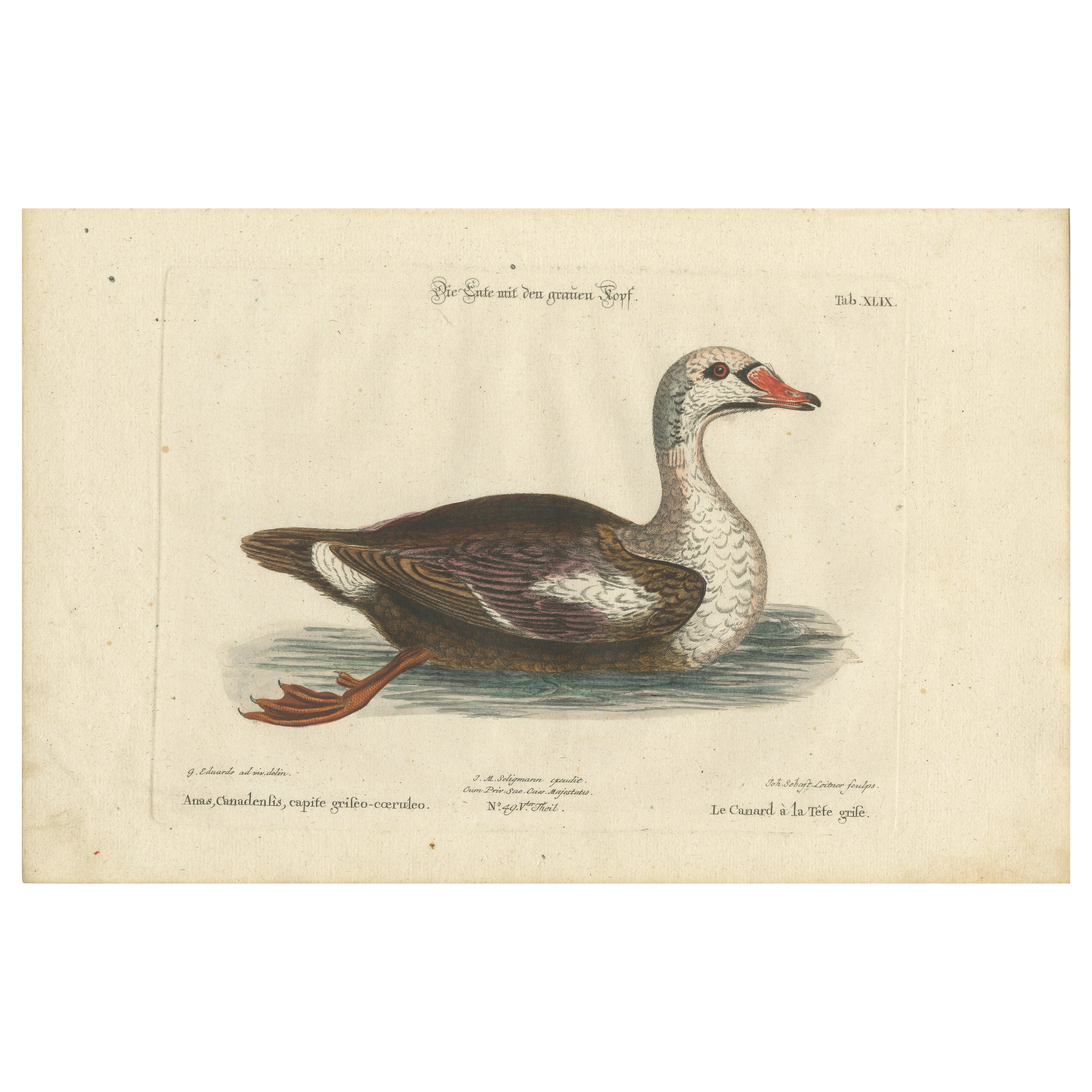 Grabado coloreado a mano del Pato de cabeza gris de Johann Seligmann, ca.1770
