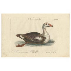 Grabado coloreado a mano del Pato de cabeza gris de Johann Seligmann, ca.1770