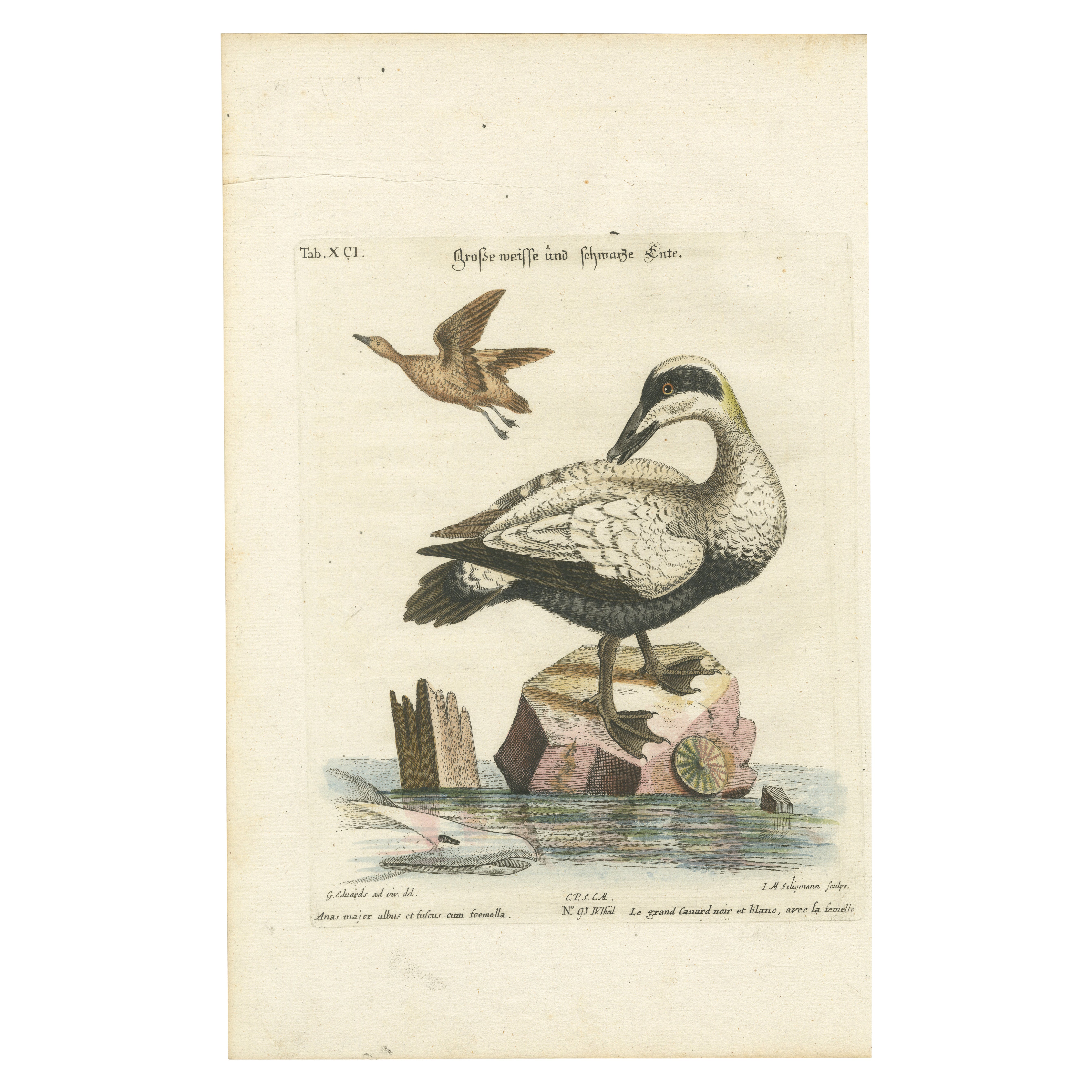 Grabado coloreado a mano del gran pato blanco y negro de Seligmann, ca.1770