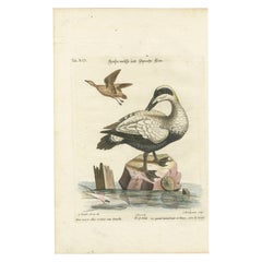 Grabado coloreado a mano del gran pato blanco y negro de Seligmann, ca.1770