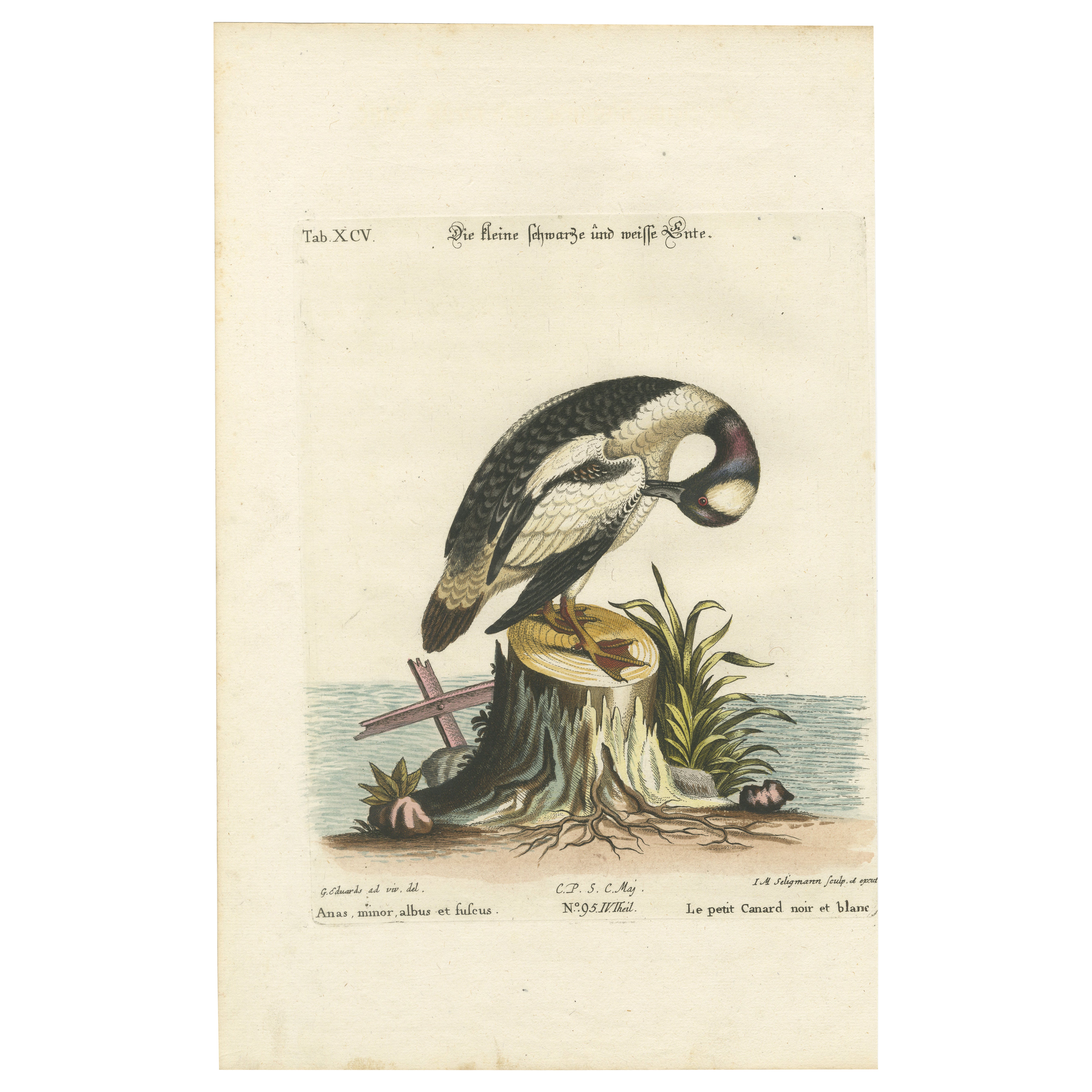 Grabado coloreado a mano del pequeño pato blanco y negro de Seligmann, ca.1770 en venta