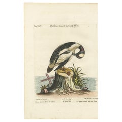 Hand-Colored Engraving of the Small Black and White Duck by Seligmann, ca.1770