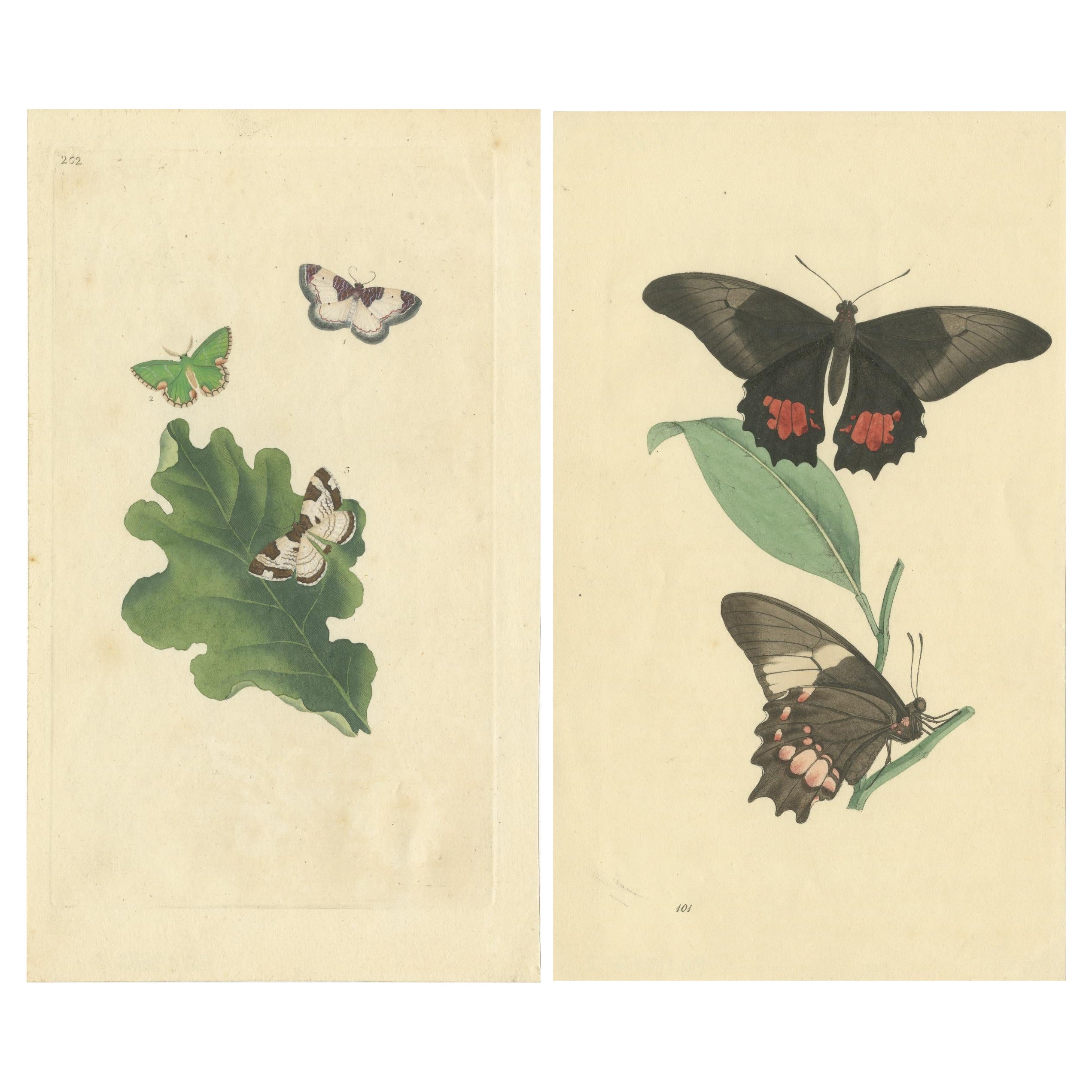 Exquisitos grabados de mariposas coloreados a mano de los siglos XVIII y XIX