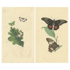 Exquisite Hand-Coloured Butterfly Prints of the 18th and 19th-Century