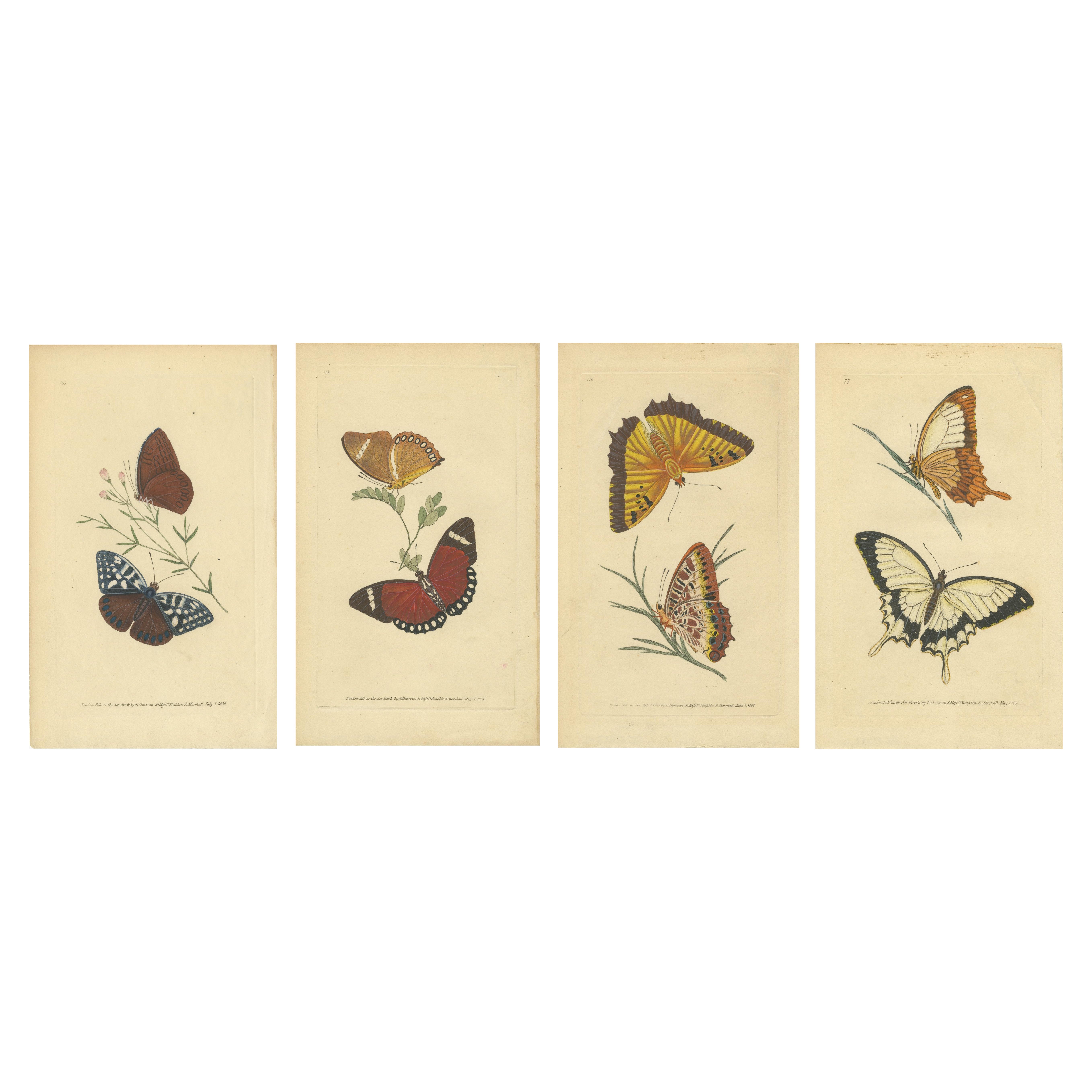 Antique Butterfly Prints - 103 For Sale on 1stDibs | vintage Antique Butterfly Prints - 103 For Sale on 1stDibs | vintage